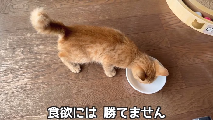 おやつを食べる子猫