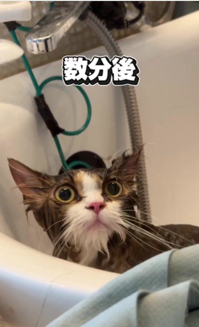 シャンプーをしている猫