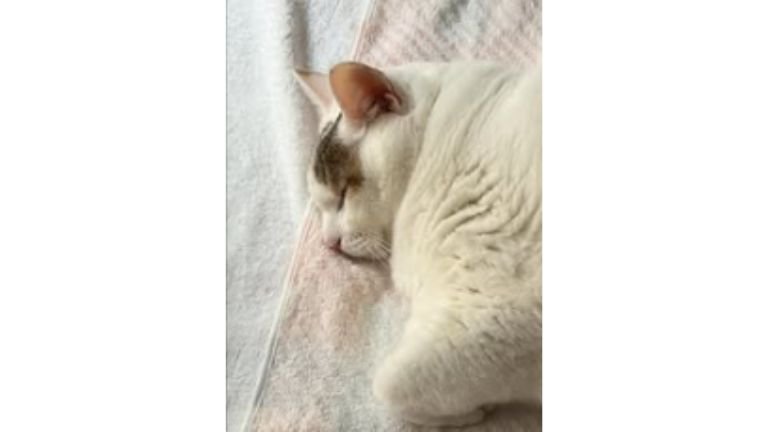 寝ている猫