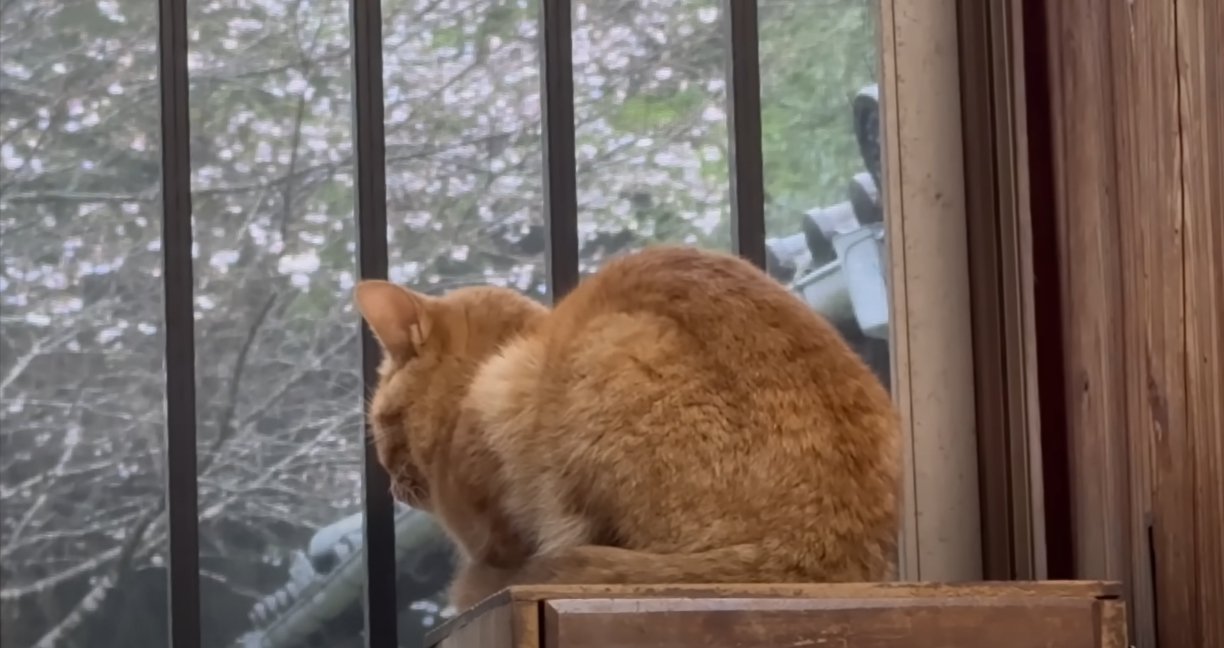 窓際で外を眺める茶トラ