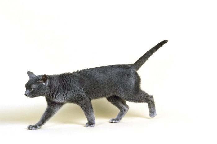 あるいているコラット