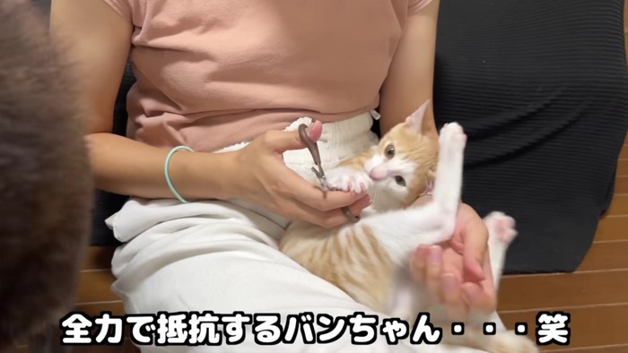 爪切り嫌がる子猫