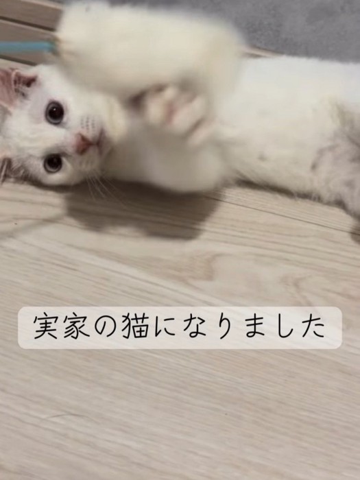 猫じゃらしで遊ぶ子猫