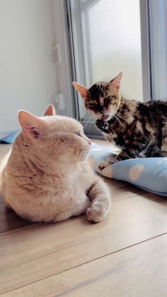 部屋の中で一緒にくつろぐマンチカンとミックス猫