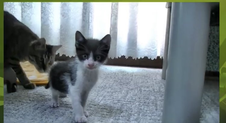 カメラ目線の白黒猫