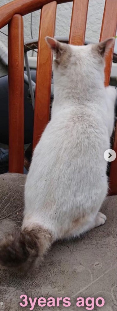 白い子猫の背中