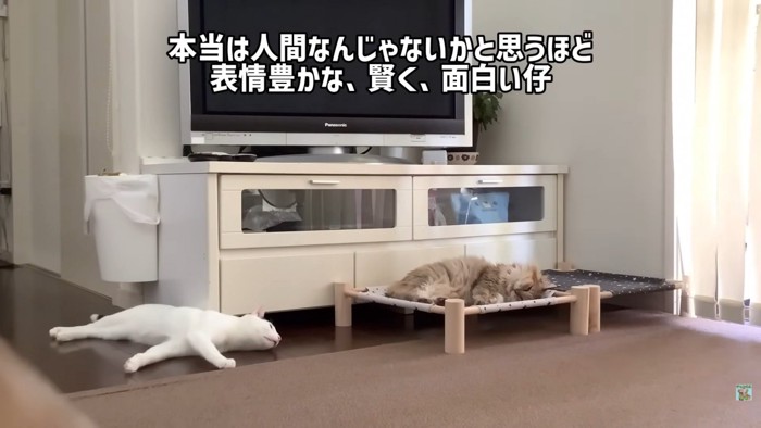 テロップ「本当は~」