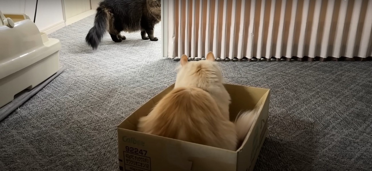 段ボールの中にいる猫と横にいる猫
