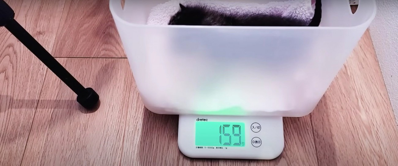 体重を計っている子猫