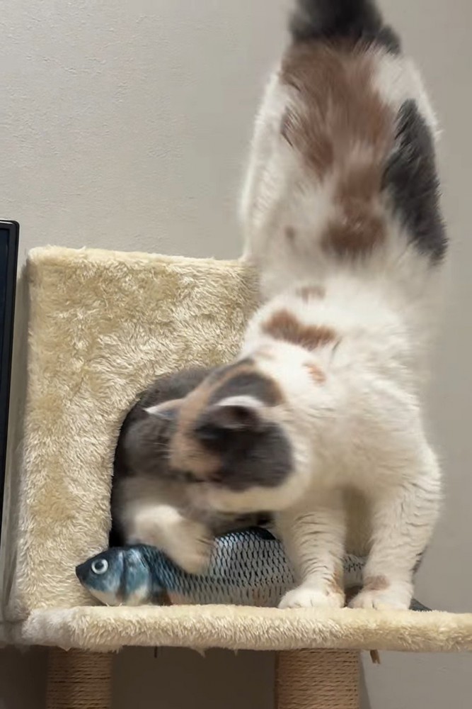 箱の中から猫パンチする猫