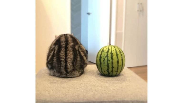 猫とスイカ