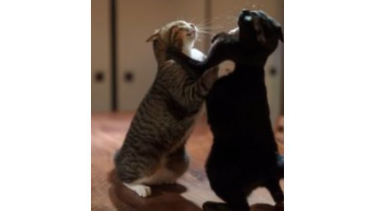 取っ組み合う猫