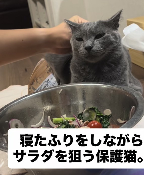 首根っこを掴まれる猫