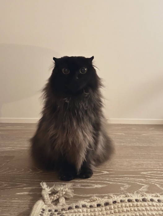 おすわりする猫