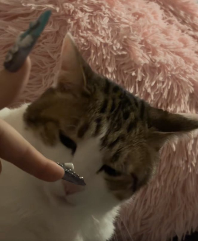 顔の前に差し出された指の匂いを嗅ぐ猫