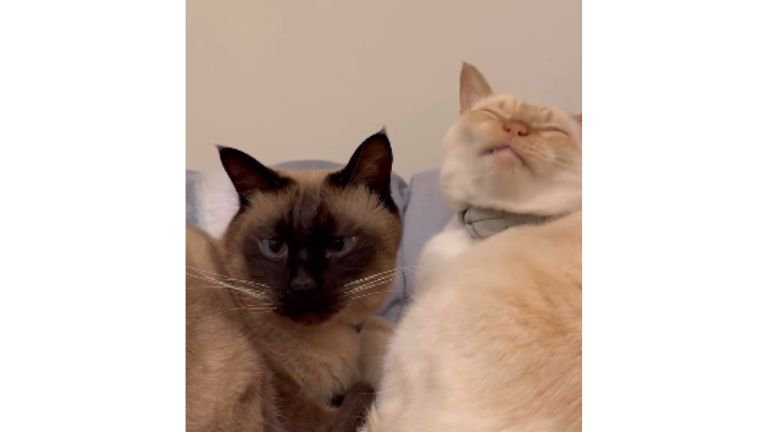 寝ている猫たち