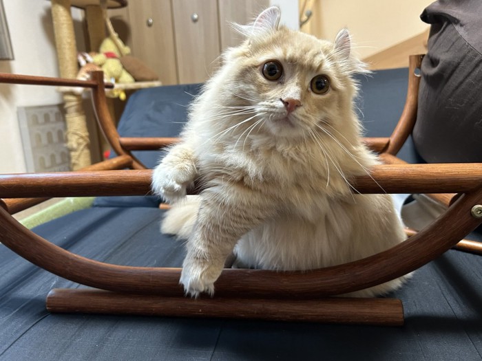 椅子にもたれかかっている猫