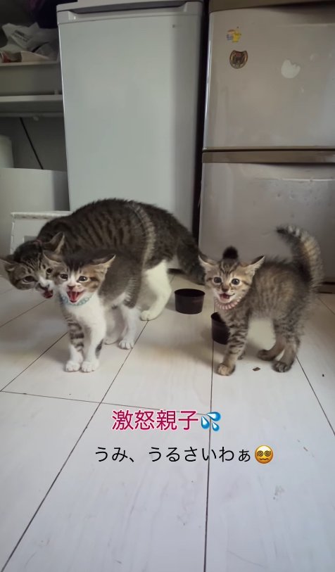 画面左の子猫の後ろから威嚇している母猫