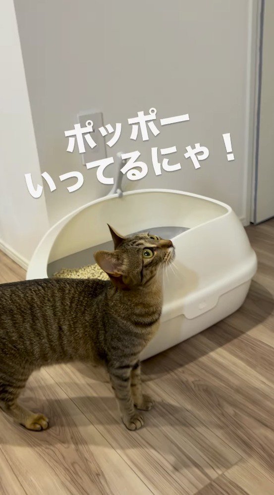 時計を見上げるキジトラ猫