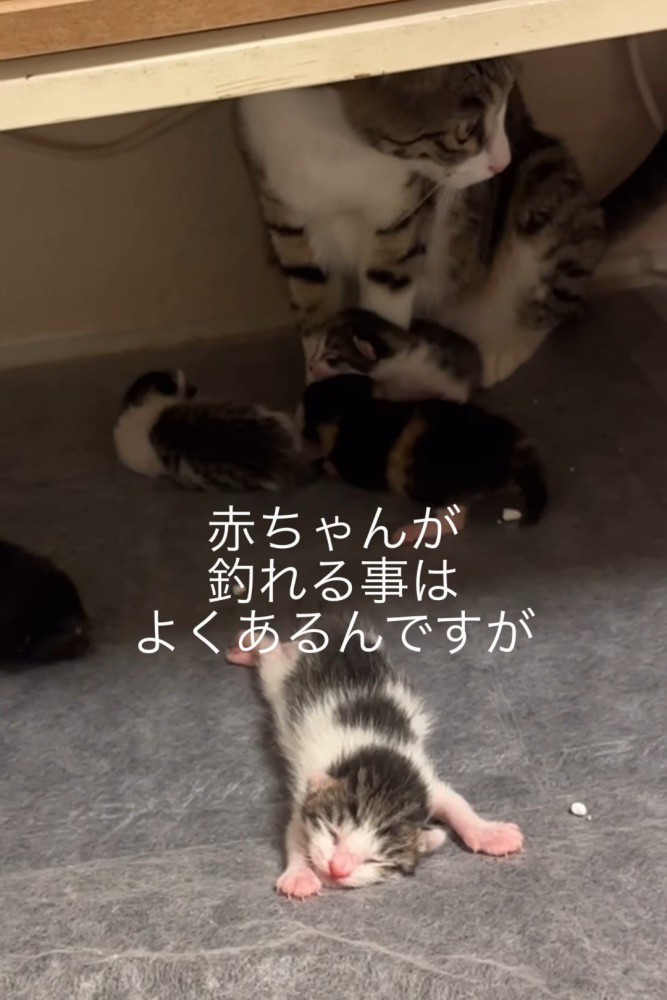 子猫が引っかかってついてきた子猫