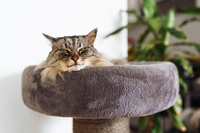 キャットタワーにいる猫