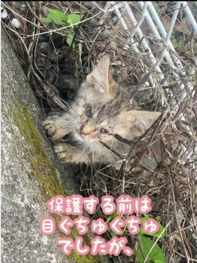 草むらの中にいる子猫