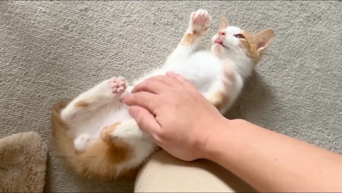 飼い主に腹を撫でられる子猫