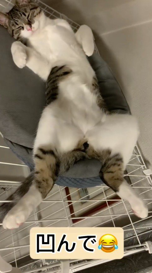 ケージの上で仰向けになって眠るキジ白猫