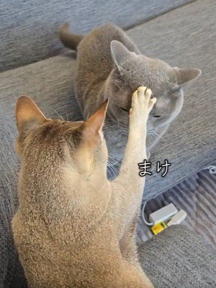 頭に前足を乗せられる猫