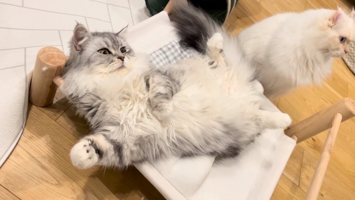 先輩猫こゆきちゃん