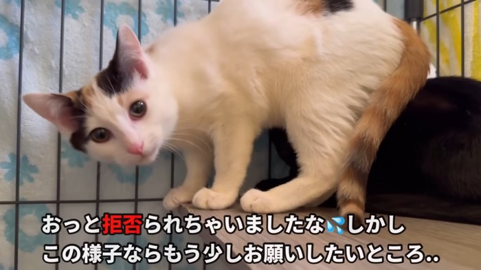 テロップ「おっと拒否～」