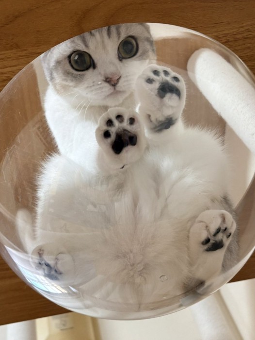 透明ボウルに乗る猫の様子