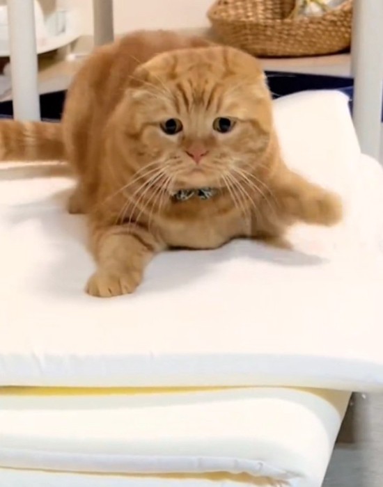 おしりを振る寅くん