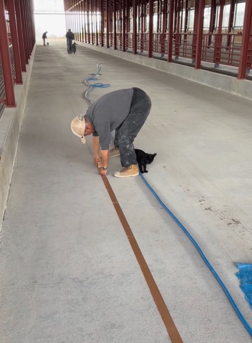 ホースを見つめる子猫