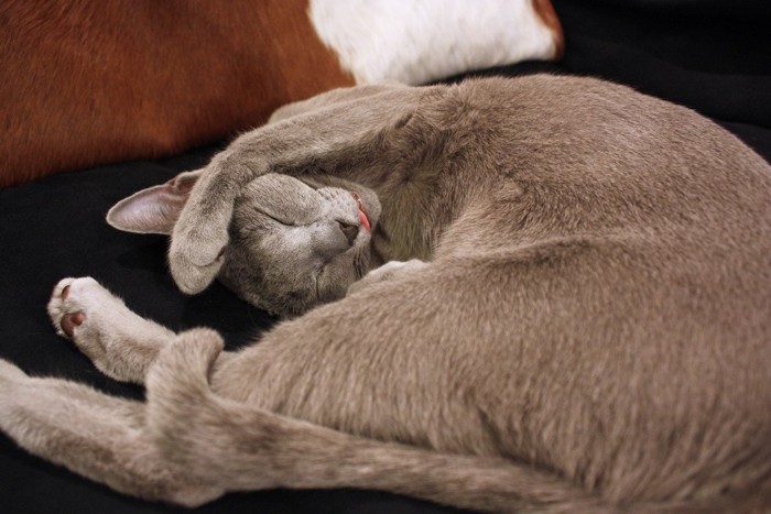 丸まって眠る猫