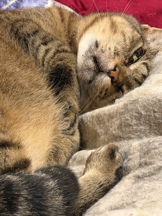 寝ながら目を開けている猫