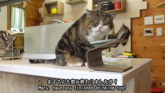 飲む猫