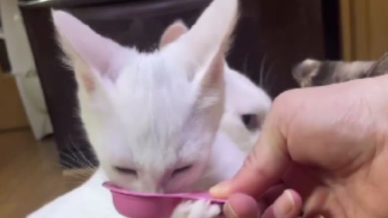 やつを食べている子猫