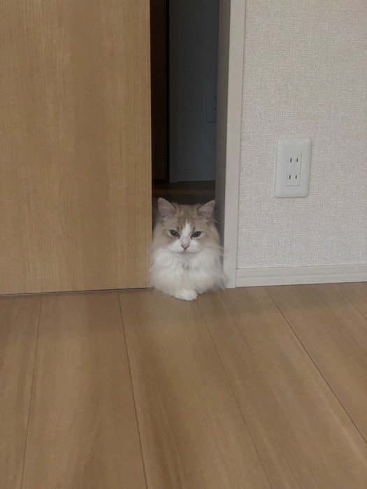 ドアに挟まる猫