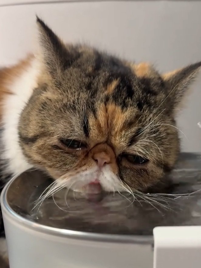 お水を飲もうとする猫