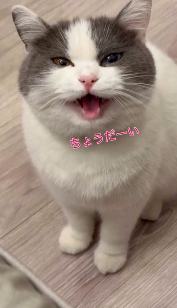 「ちょうだーい」と書かれている