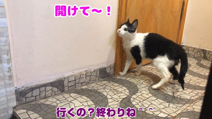 ドアの前に立つ猫