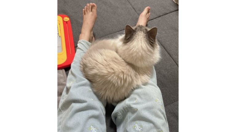 膝に乗っている猫