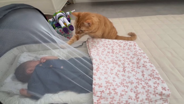 ベビーベッドを触る猫