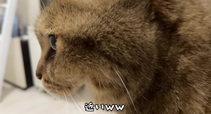 飼い主さんとのクオリが近いみにらくん