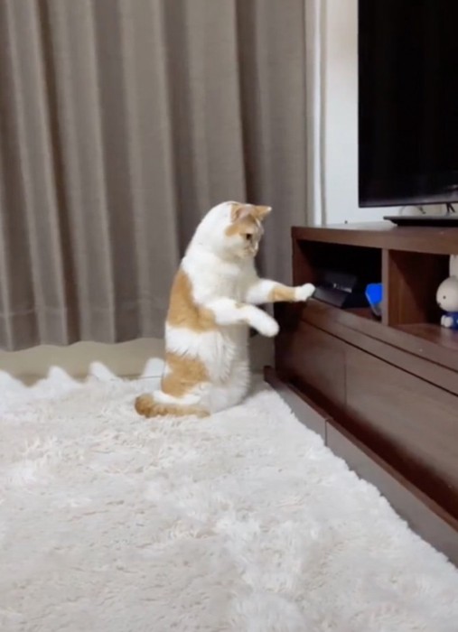 プレステを見つめる猫