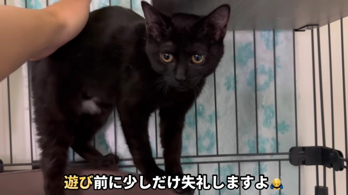 なでられる黒猫