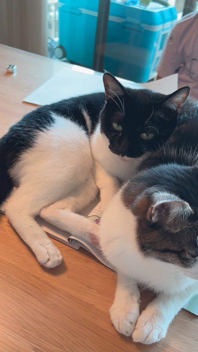 女性を見つめる白黒猫