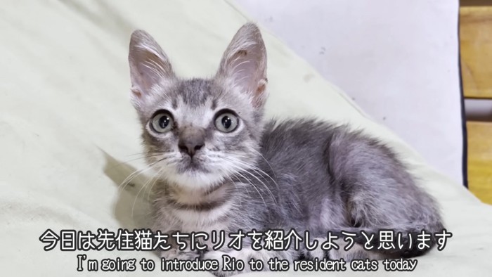 テロップ「今日は先住猫たちに~」