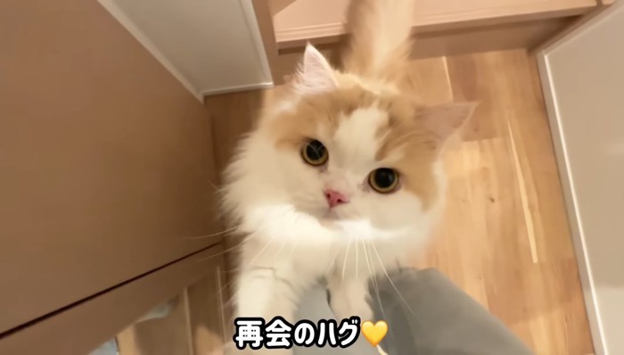 再会のハグ